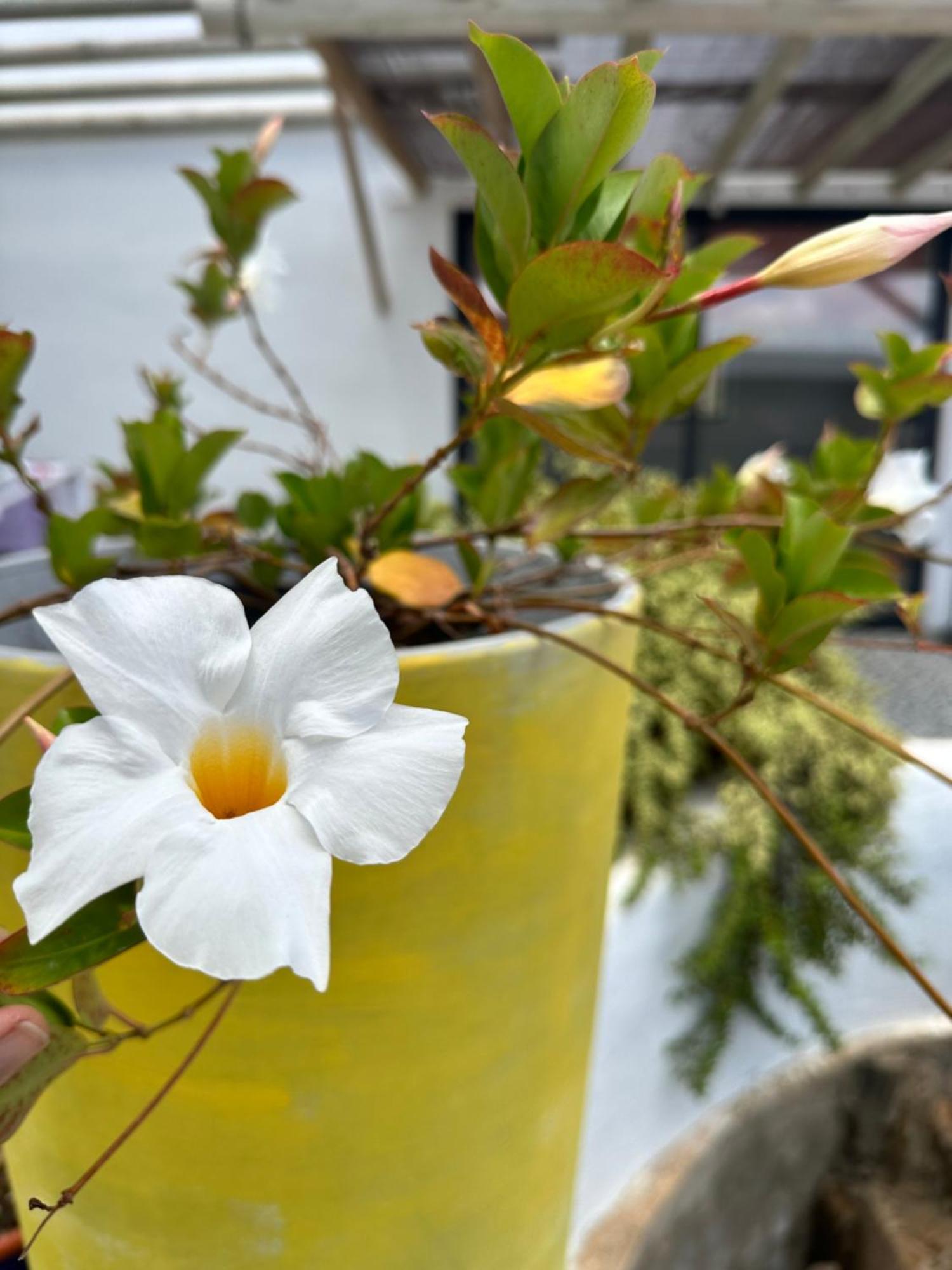 Casita Tiare Lajares公寓 外观 照片